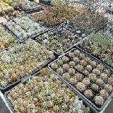 Plantas para 2017 P1010813.JPG